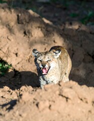 Cougar in a ditch