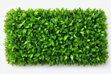Obraz premium Lush green foliage creating a vibrant natural backdrop reflecting botanical abundance and serene tranquility evoking harmony and connection to nature's essence captured with clarity