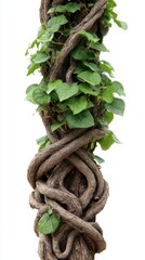 Twisted Ivy Vine on Old Tree Trunk - Nature's Embrace