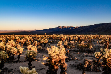 Fototapeta premium Tons of Cholla Cactus on Desert Floor in Joshua Tree National Park in California