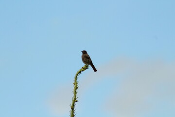 A closeup shot of a small Black redstart on a spruce tree branch against blue sky background. Black redstart -phoenicurus ochruros- adult