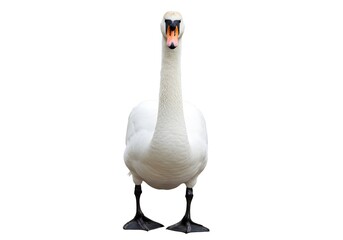 Fototapeta premium Elegant swan standing proudly on a clean white backdrop, perfect for nature designs, branding, or adding a touch of serene beauty to any project