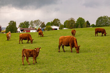 Brown cattle grazing peacefully on lush green pasture under cloudy sky with farm buildings nearby