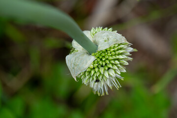 Welsh Onion Flower, Allium fistulosum, Long Green Onion, Amaryllidaceae, Japanese Bunching Onion,...