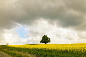 Isolated green tree in a vibrant yellow field under dramatic cloudy sky landscape