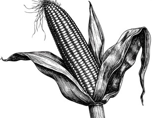 Detailed corn cob drawing