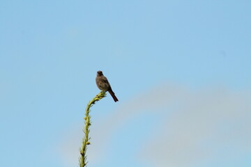A closeup shot of a small Black redstart on a spruce tree branch against blue sky background. Black redstart -phoenicurus ochruros- adult