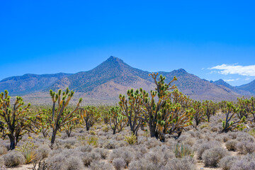 joshua tree forrest national park