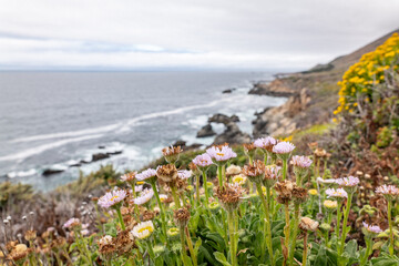 California State Route 1, Monterey County, California. Santa Lucia Range. Erigeron glaucus is a...