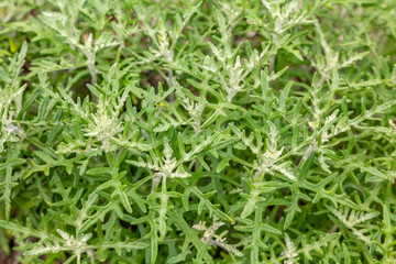 Eriophyllum staechadifolium is a flowering plant in the family Asteraceae. seaside woolly sunflower. California State Route 1, Monterey County, California	