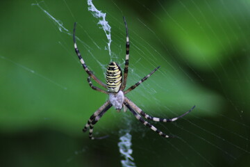 Wasp spider (Argiope bruennichi) on web. Black and yellow stripe. Large, colorful spider. Macro detail of Wasp spider on green natural background 