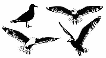 Obraz premium Seagull stock illustration