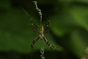 Wasp spider (Argiope bruennichi) on web. Black and yellow stripe. Large, colorful spider. Macro detail of Wasp spider on green natural background 