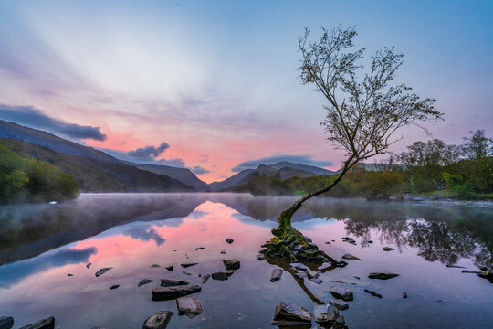Lone Tree on Llyn Padarn lake at sunrise. Snowdonia. Wales