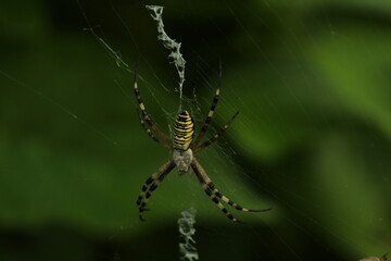 Wasp spider (Argiope bruennichi) on web. Black and yellow stripe. Large, colorful spider. Macro detail of Wasp spider on green natural background 