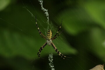 Wasp spider (Argiope bruennichi) on web. Black and yellow stripe. Large, colorful spider. Macro detail of Wasp spider on green natural background 