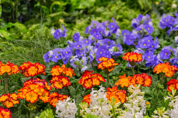 Vibrant garden scene with colorful flowers in bloom showcasing nature's beauty and diversity