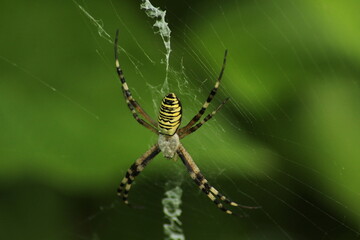 Wasp spider (Argiope bruennichi) on web. Black and yellow stripe. Large, colorful spider. Macro detail of Wasp spider on green natural background 