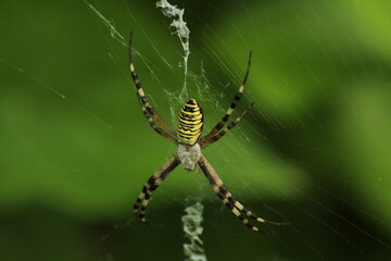 Wasp spider (Argiope bruennichi) on web. Black and yellow stripe. Large, colorful spider. Macro detail of Wasp spider on green natural background 