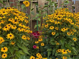 Black Eyed Susan, Coneflower, and Sunflower