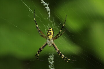 Wasp spider (Argiope bruennichi) on web. Black and yellow stripe. Large, colorful spider. Macro detail of Wasp spider on green natural background 