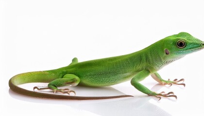 Obraz premium Green lizard on white background