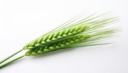 Green wheat stalks on white background