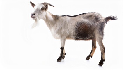 Obraz premium Pygmy goat on white background