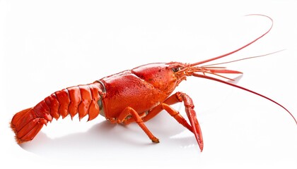 Red crayfish on white background