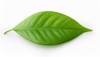 Obraz premium Single green leaf on white background