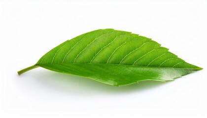 Obraz premium Single green leaf on white