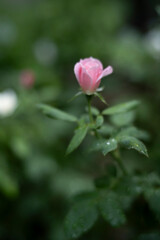 雨上がりのピンク色のバラ