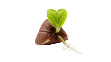 Small dark brown buckwheat groat with sprout showcasing distinct three sided shape isolated on transparent background