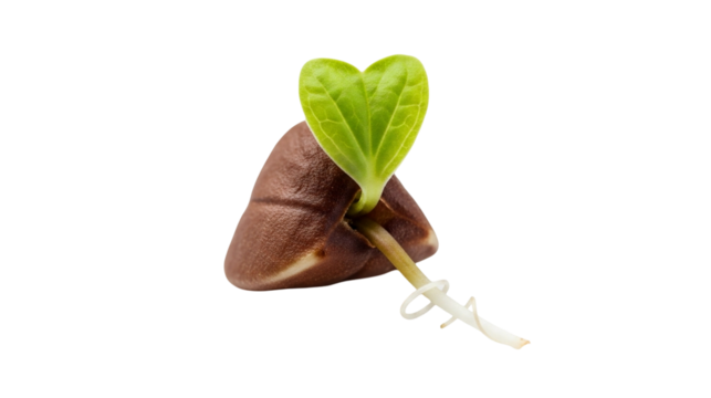 Small dark brown buckwheat groat with sprout showcasing distinct three sided shape isolated on transparent background