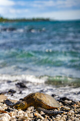 Sea Turtle or Honu at Rest on the Kona Coast of Hawaii