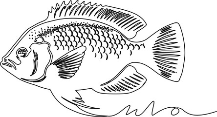 background ilustration tilapia fish
