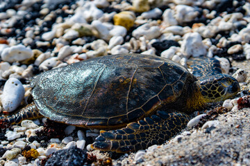 Sea Turtle or Honu at Rest on the Kona Coast of Hawaii