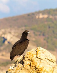 Dark bird perched on a rock overlooking a landscape