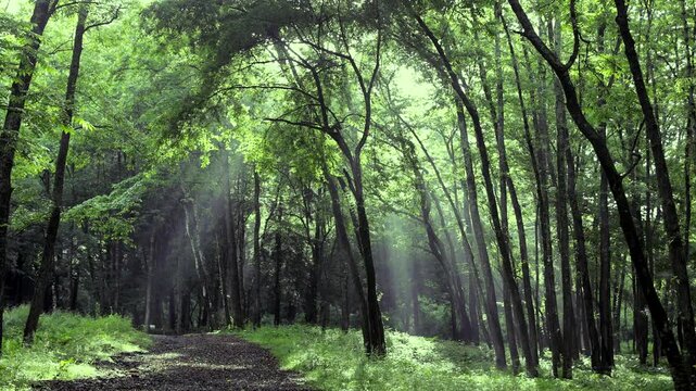 雨上がりの早朝の林（野鳥の声：有）ズームアップ