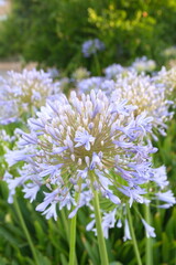 Agapanthus africanus, or the African lily, is a flowering plant from the genus Agapanthus, blooming plants with lilac white flowers