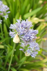 Agapanthus africanus, or the African lily, is a flowering plant from the genus Agapanthus, blooming plants with lilac white flowers