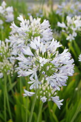 Agapanthus africanus, or the African lily, is a flowering plant from the genus Agapanthus, blooming plants with lilac white flowers