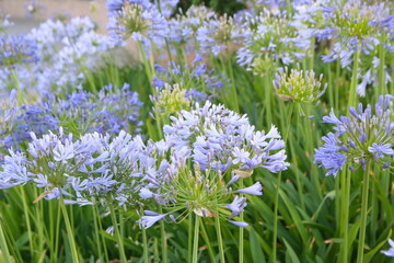 Agapanthus africanus, or the African lily, is a flowering plant from the genus Agapanthus, blooming plants with lilac white flowers