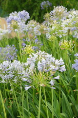 Fototapeta premium Agapanthus africanus, or the African lily, is a flowering plant from the genus Agapanthus, blooming plants with lilac white flowers