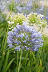 Agapanthus africanus, or the African lily, is a flowering plant from the genus Agapanthus, blooming plants with lilac white flowers