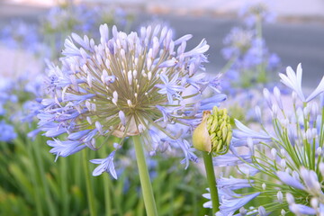 Agapanthus africanus, or the African lily, is a flowering plant from the genus Agapanthus, blooming plants with lilac white flowers