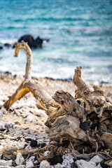 Hawaiian Beach with Weathered Driftwood and Coral on Sand
