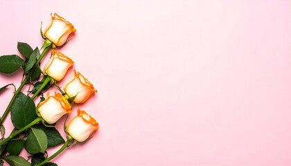 バラの花。コピースペース。薔薇イメージ。Rose flower. Copy space. Rose image.