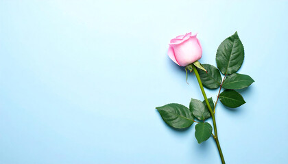 バラの花。コピースペース。薔薇イメージ。Rose flower. Copy space. Rose image.