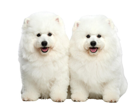 Adorable pair of Bichon Frise dogs standing side by side, fluffy white coats, generative AI, isolated on a transparent background - Powered by Adobe